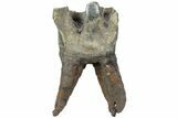 Fossil Woolly Rhino (Coelodonta) Tooth - Siberia #225592-2